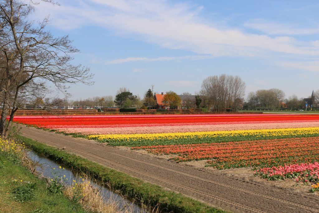 Bloemenvelden-9-april-1024x683