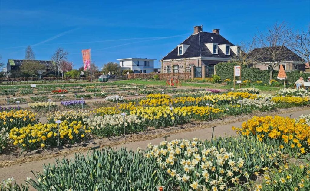 De-Tulperij