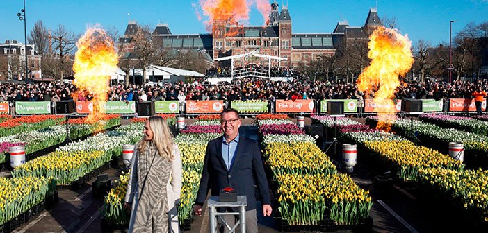 Dutch-Tulip