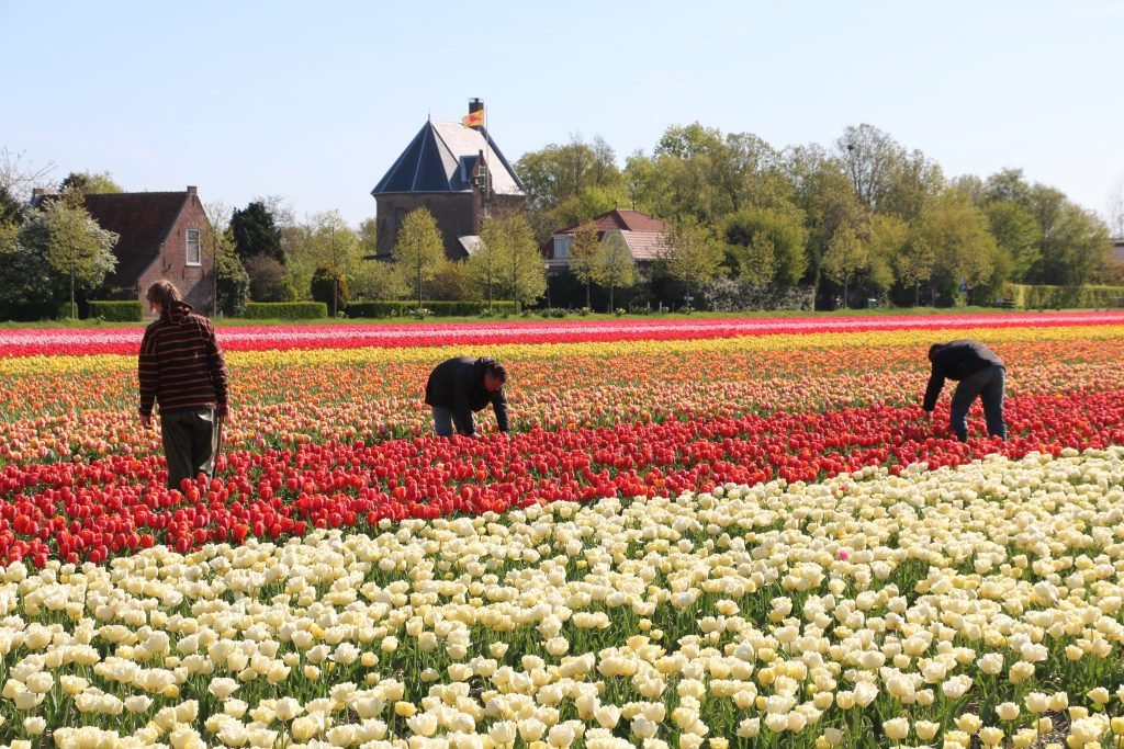 Flower-Fields-in-Holland-1-1024x683