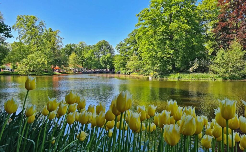 Keukenhof-2025-yellow