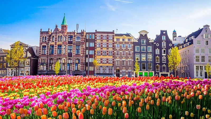 amsterdam-traditional-old-buildings-and-tulips-2