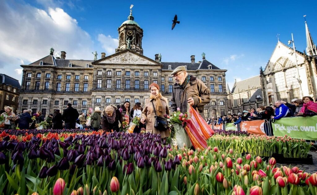 tulipsDam09