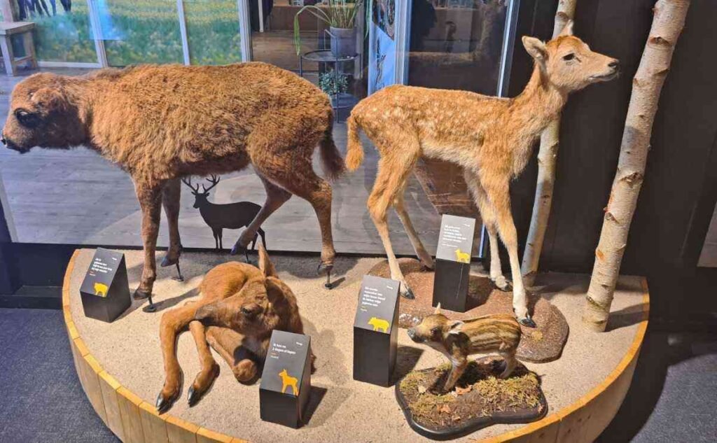 Natuurpark-Lelystad-baby-animals