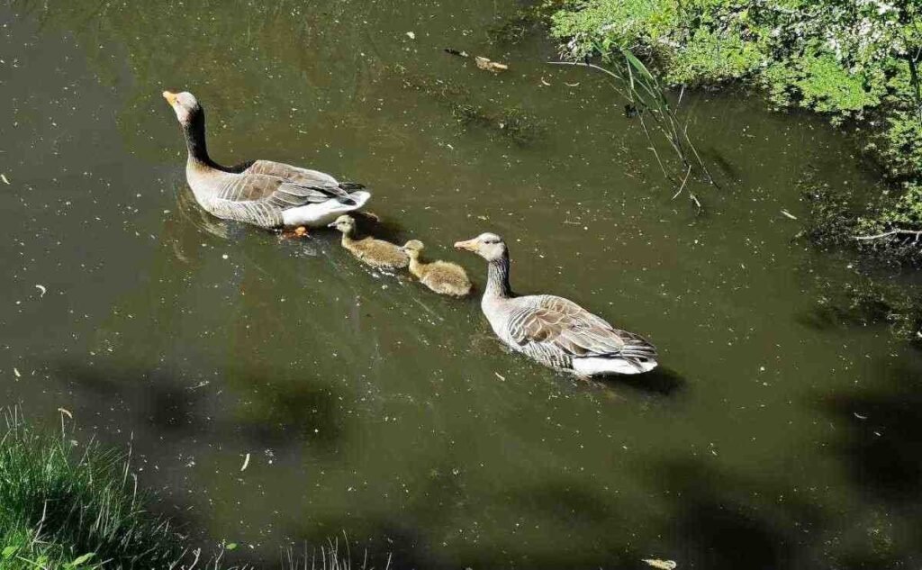Natuurpark-Lelystad-geese