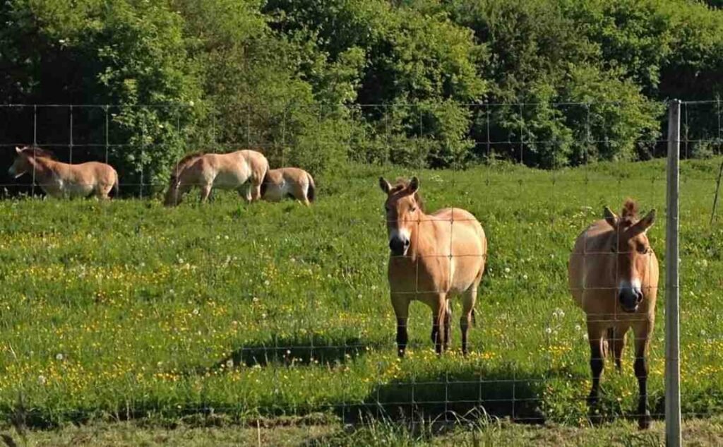 Natuurpark-Lelystad-horses