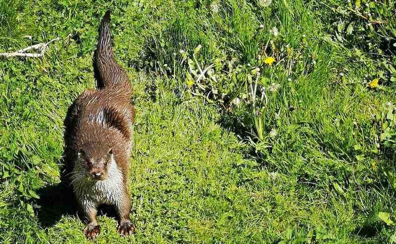 Natuurpark-Lelystad-otter-from-above