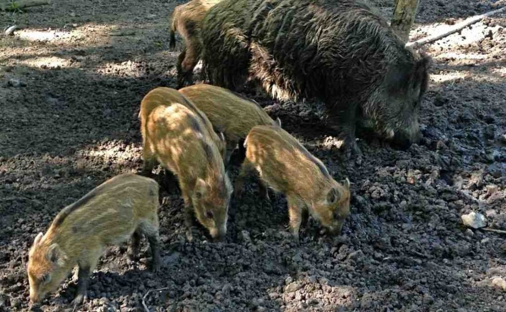 Natuurpark-Lelystad-wild-boar-and-piglets