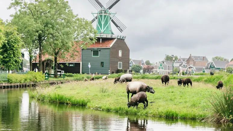t56832_From_Amsterdam_-_Zaanse_Schans_Windmills_Half-Day_Tour-28-LOWRES